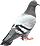 pigeon_2a.gif
